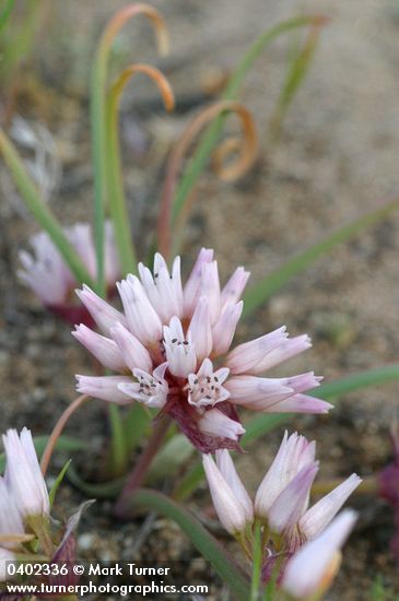 Allium robinsonii