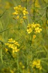 Field Mustard blossoms & immature seeds