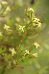 Graceful Bedstraw blossoms & foliage detail