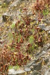 Common Butterwort & California Pitcher Plant on moist serpentine cliff