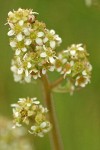 Oregon Saxifrage blossoms detail