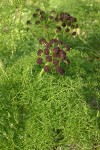 Chocolate-tips (Fern-leaved Lomatium) blossoms & foliage