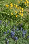 Arrow-leaved Balsamroot w/ Pacific Lupines