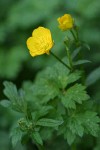 Creeping Buttercup blossom & foliage detail