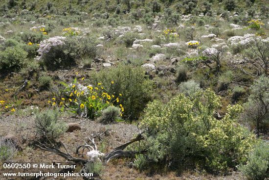 Purshia tridentata; Balsamorhiza sagittata; Phlox speciosa; Artemisia tridentata