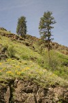 Ponderosa Pines & Arrowleaf Balsamroot on rocky slope in Grande Ronde valley