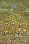 Rosy Balsamroot in lithosol plant community w/ Lupines soft bkgnd