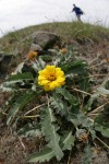 Rosy Balsamroot, extreme wide angle w/ hiker on horizon