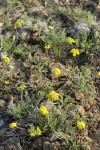 Umtanum Desert Parsley habitat on lithosol