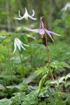 Pink Fawn Lily w/ Oregon Fawn Lily soft bkgnd