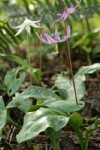 Pink Fawn Lily w/ Oregon Fawn Lily soft bkgnd