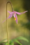 Pink Fawn Lily blossom