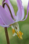 Pink Fawn Lily blossom extreme detail