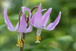 Pink Fawn Lily blossoms