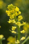 American Winter Cress blossoms detail