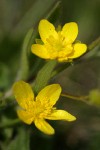 Western Buttercup blossoms detail