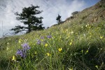 Common Camas, Western Buttercups, Field Chickweed, Meadow Death Camas in grassy meadow w/ Juniper on skyline soft bkgnd
