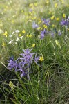 Common Camas, Western Buttercups, Field Chickweed, Meadow Death Camas in grassy meadow