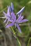 Common Camas blossoms detail