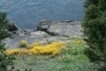 Seep-spring Monkeyflowers w/ Sea Blush & Meadow Death Camas at edge of rocks along Burrows Pass