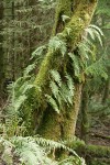 Licorice Ferns on moss-covered Bigleaf Maple trunk