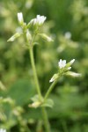Large Mouse Ear Chickweed blossoms