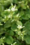 Large Mouse Ear Chickweed blossoms