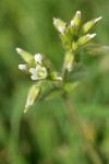 Large Mouse Ear Chickweed blossom & buds detail