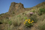 Hooker's Balsamroot, Showy Phlox among Bluebunch Wheatgrass on Yakima Canyon hillside