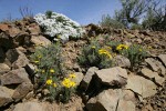 Yellow Desert Daisy w/ Hood's Phlox soft bkgnd