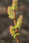 Peachleaf Willow female catkins