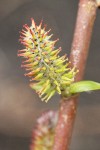 Peachleaf Willow female catkin detail