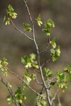 Squaw Currant blossoms & emerging foliage