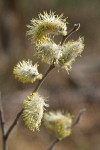 Scouler's Willow male catkins