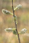 Scouler's Willow female catkins