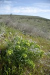 Columbia Puccoon on grassy hillside