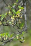 BIrchleaf Mountain Mahogany blossoms & foliage