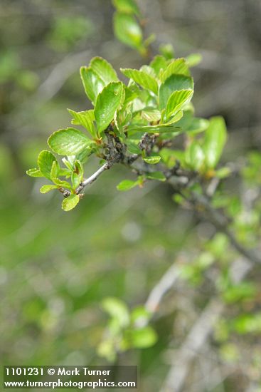 Cercocarpus betuloides (Cercocarpus montanus)
