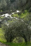 Buckbrush along Salt Creek