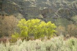 Black Cottonwoods leafing out along Yakima River w/ Big Sagebrush soft fgnd