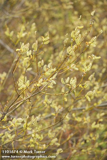 Salix ligulifolia