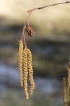 Thinleaf Alder male catkins & female blossoms detail