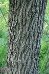 Northern California Black Walnut bark