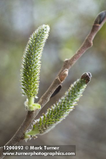 Salix hookeriana