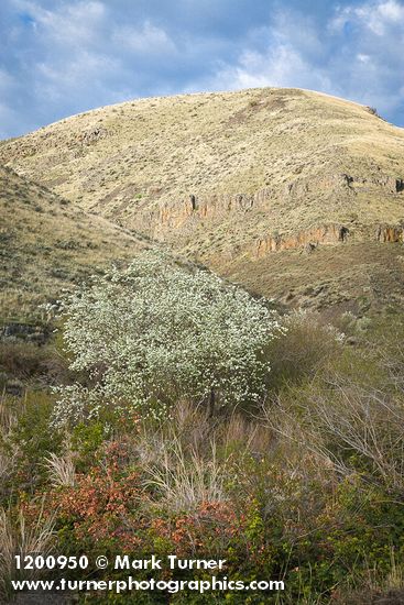 Amelanchier alnifolia; Berberis aquifolium