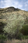 Western Serviceberry blooming below canyon walls