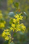 Golden Currant blossoms among foliage