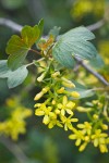 Golden Currant blossoms among foliage