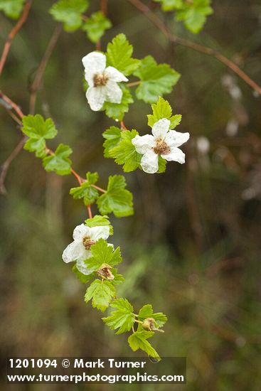 Rubus bartonianus