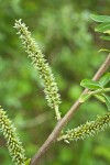 Sitka Willow female catkins detail